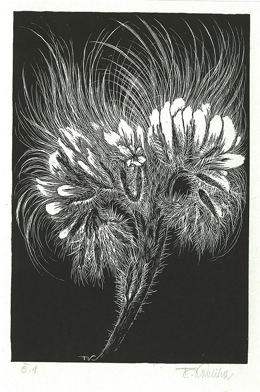 František Kobliha – Květinové torso 