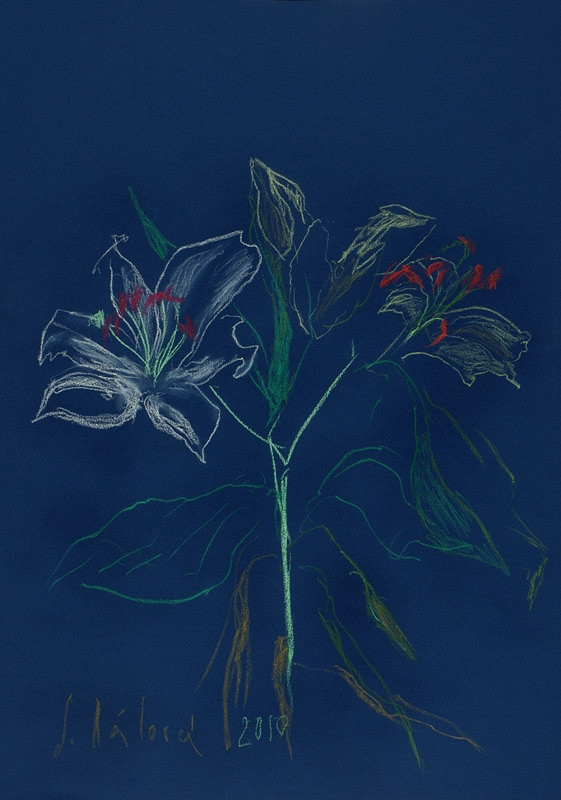 Jitka Válová – Bílá lilie 