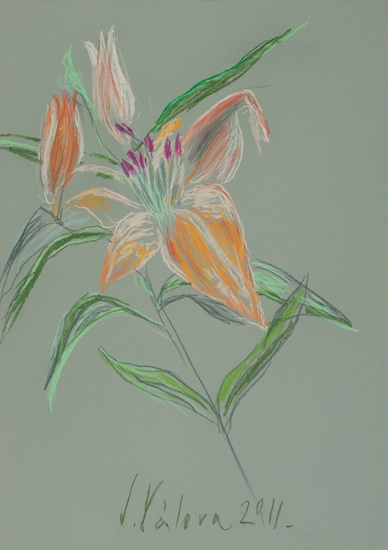 Jitka Válová – Oranžová lilie 