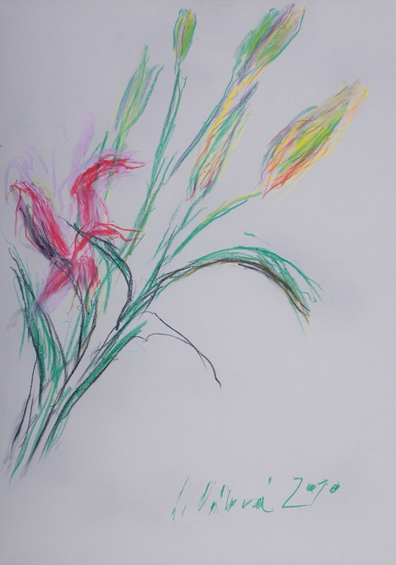 Jitka Válová – Nachově červená lilie s poupaty 