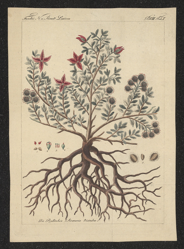 neznámý – List z naučného slovníku 