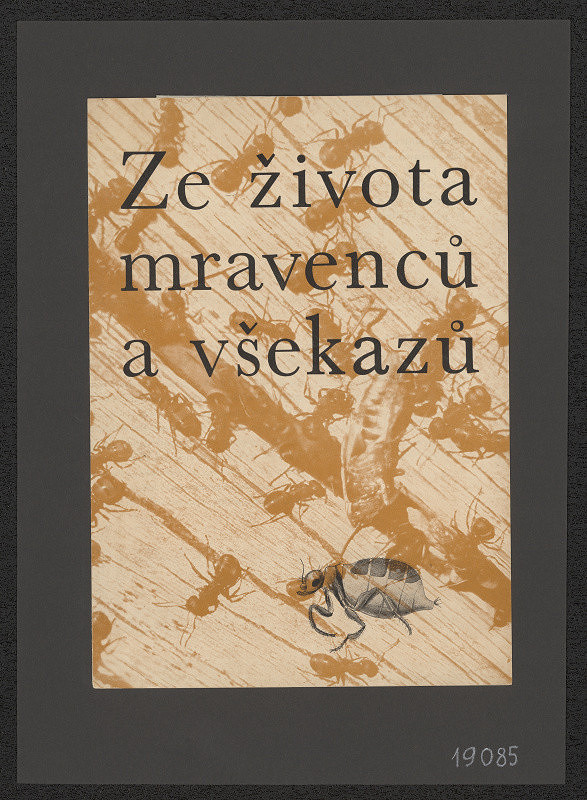neznámý – Ze života mravenců a všekazů 