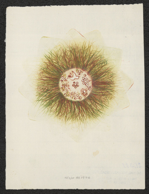 Michaela Lesařová-Roubíčková – Sol Lucet Omnibus 