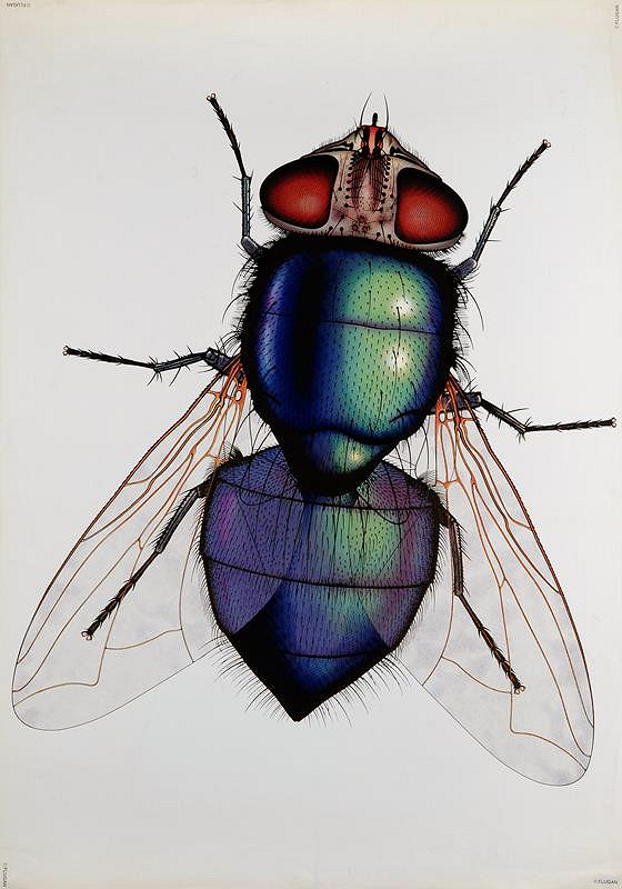 Anders Österlin – The Fly 