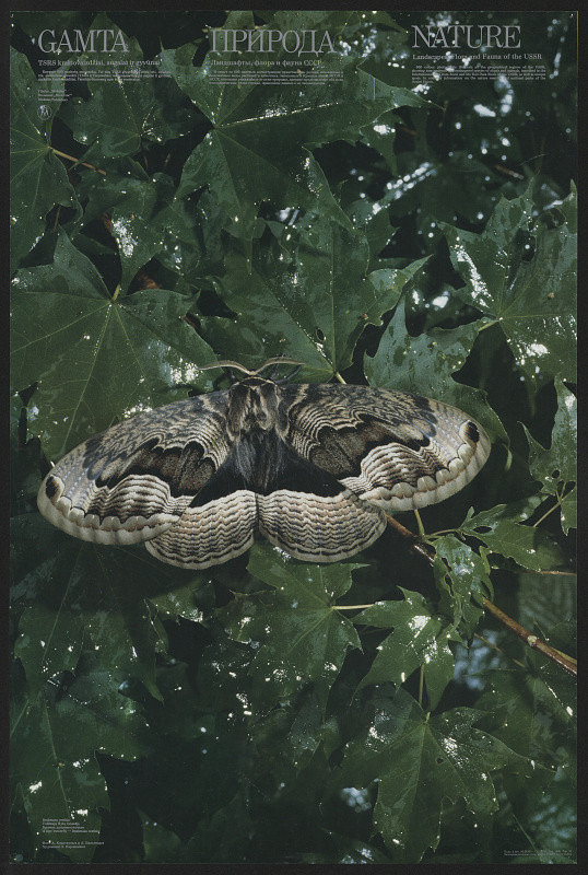 Eugenius Karpavičius – Priroda / Nature 