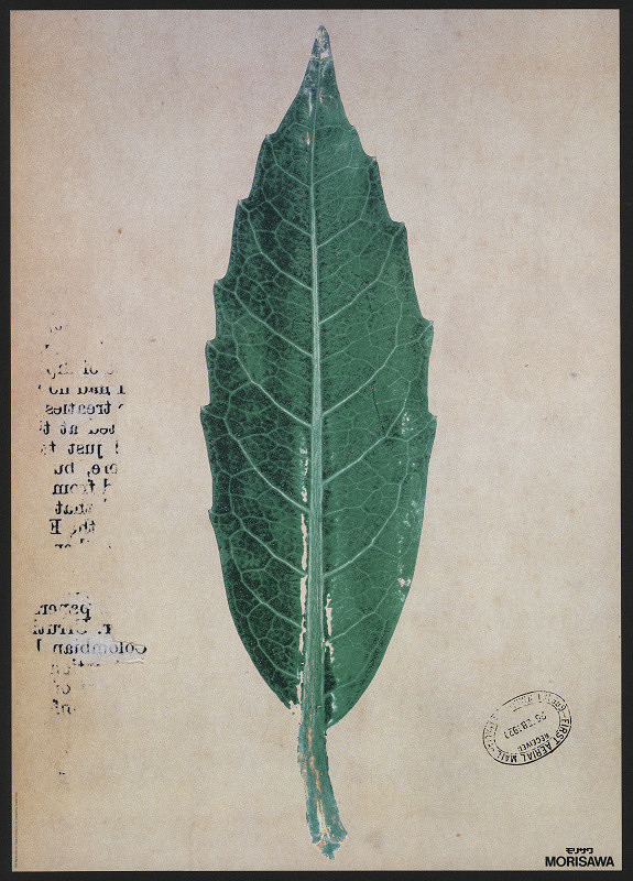 Tsuguya Inoue – Morisawa - Typesetter Corporate Image 