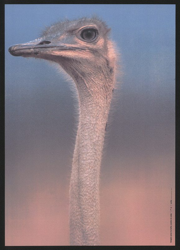 Maryléne Negro – SIDA 