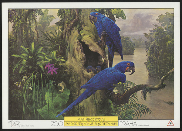 Miroslav Jiránek – ZOO Praha - Ara hyacintový 