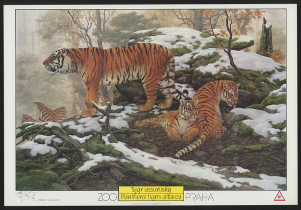 Miroslav Jiránek – ZOO Praha - Tygr ussurijský 