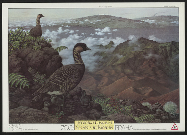 Miroslav Jiránek – ZOO Praha - Berneška havajská 