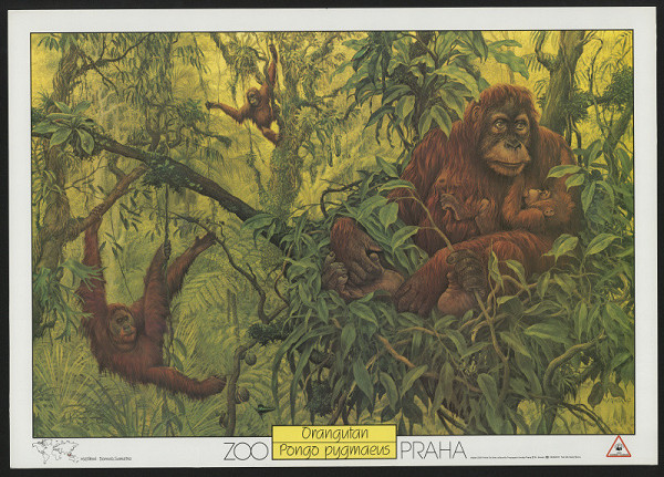 Miroslav Jiránek – ZOO Praha - Orangutan 