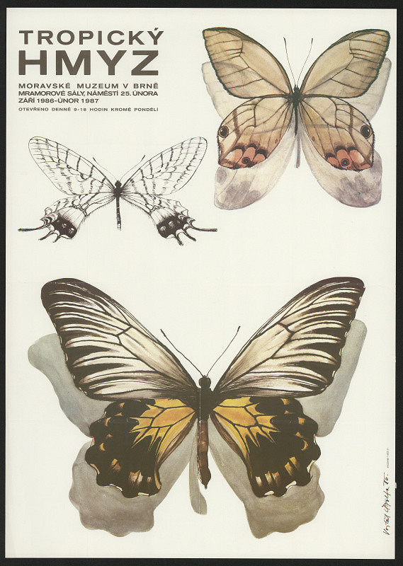 Vojtěch Štolfa – tropický hmyz 