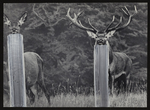 Rudolf Fila – Bez názvu 