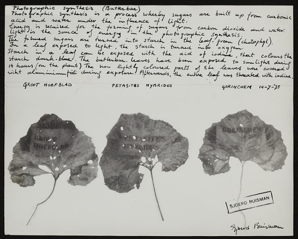 Sjoerd Buisman – Photographic synthesus (Butterbur) 