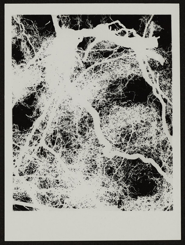 Pavel Hayek – PF 1996 