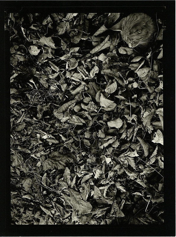 Petr Zinke – bez názvu (PF 2006) 