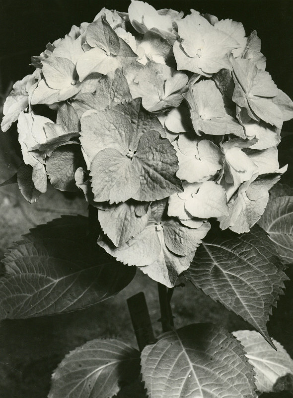 Rudolf Bruner-Dvořák – Hortenzie 