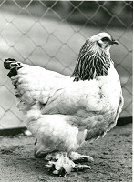 Rudolf Bruner-Dvořák – Slepice 