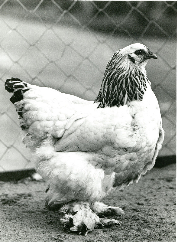 Rudolf Bruner-Dvořák – Slepice