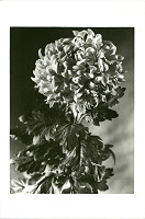 Rudolf Bruner-Dvořák – Chryzantéma 