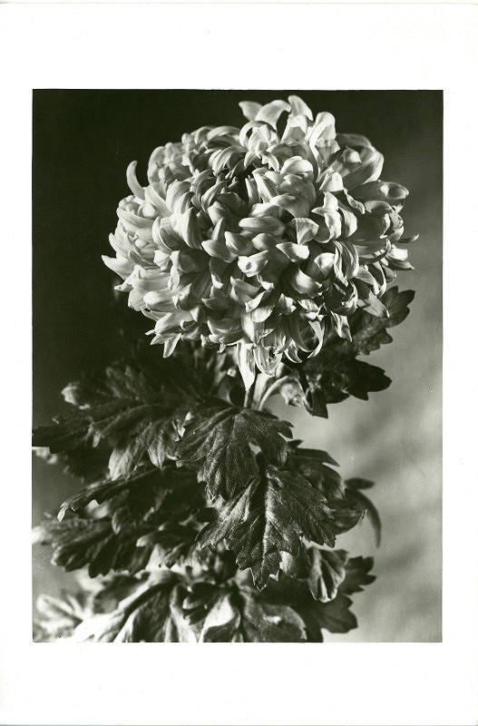 Rudolf Bruner-Dvořák – Chryzantéma 