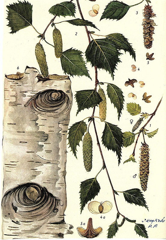 Jiřina Kaplická – bez názvu 