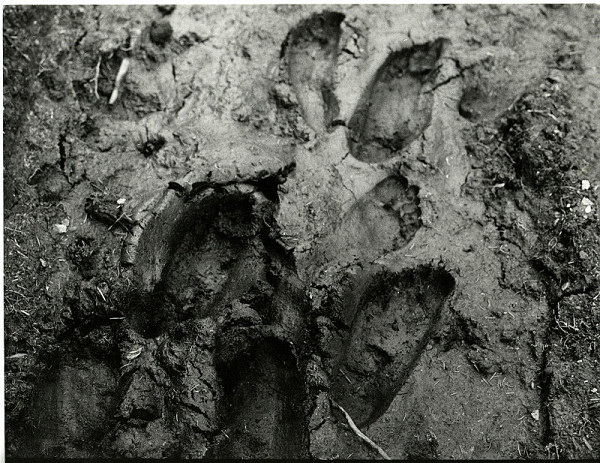 Pavel Nešleha – bez názvu 