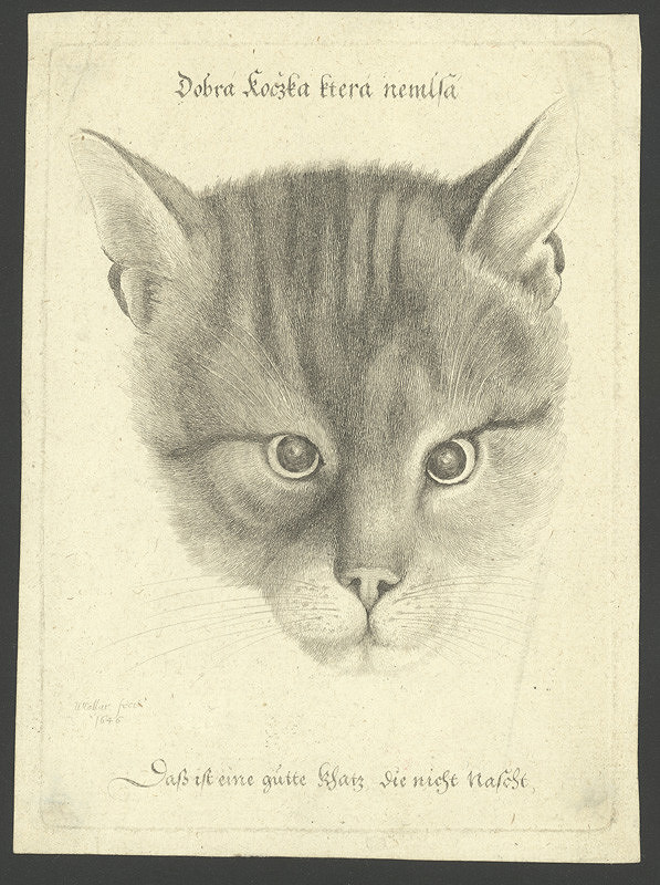 Václav Hollar – Dobrá kočka, která nemlsá 