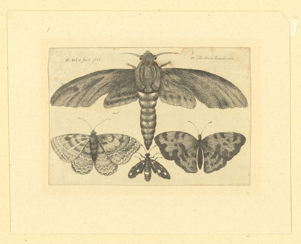 Václav Hollar – Můra a motýli 