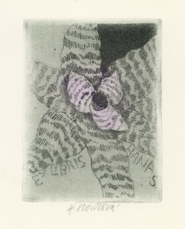 Hana Storchová – Ex libris Hana S. 