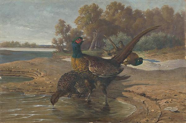 Friedrich Carl von Scheidlin – Bažanty pri vode 