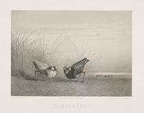 Eugen Krüger – Kohúti zápas 