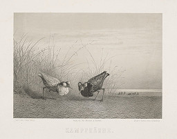 Eugen Krüger – Kohúti zápas 