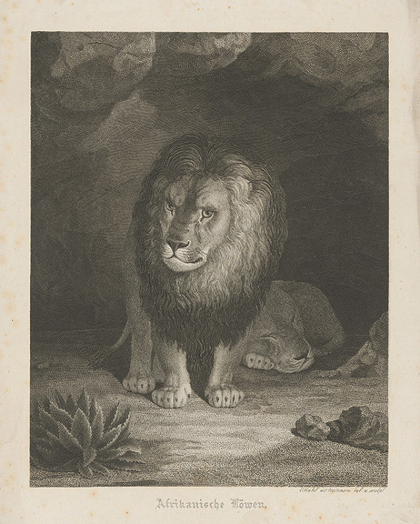 Carl Rahl – Africké levy 