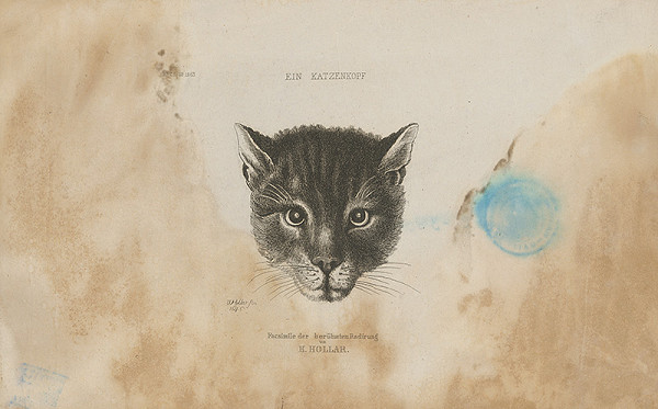 Václav Hollar, H. Hollar – Hlava mačky 