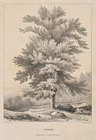 Franz Josef Sandmann – Strom - buk 