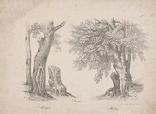 Gottfried Engelmann, Leboxiue – Orech a buk 