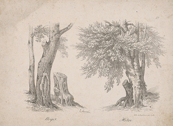 Gottfried Engelmann, Leboxiue – Orech a buk 