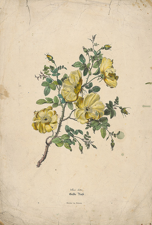 Nemecký maliar z 19. storočia – Šípové ruže 