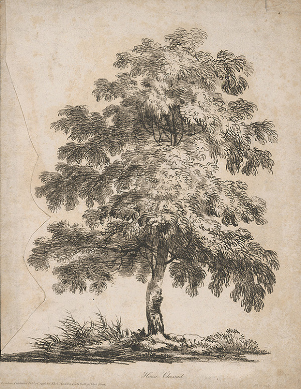 Stredoeurópsky maliar z 19. storočia – Strom 