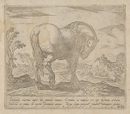 Antonio Tempesta – Kôň 