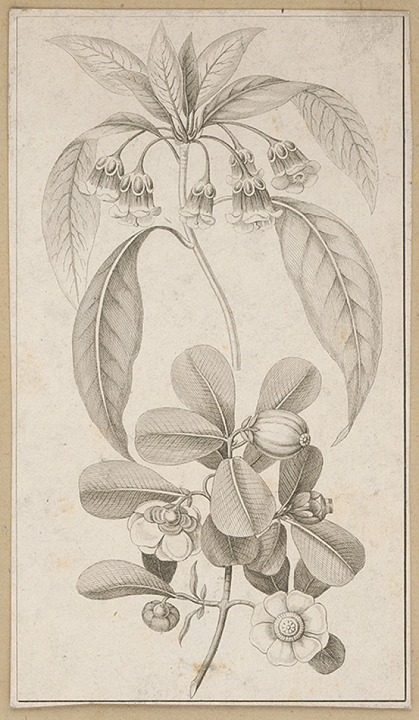 Stredoeurópsky maliar z 19. storočia – Rastliny 