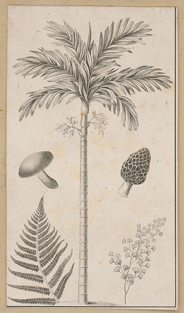 Stredoeurópsky maliar z 19. storočia – Rastliny a huby 