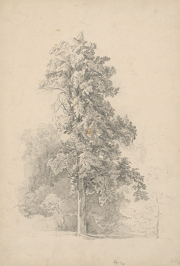 Stredoeurópsky grafik z 19. storočia – Strom-buk 