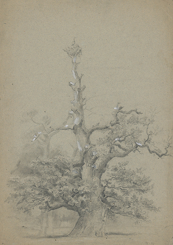 Stredoeurópsky grafik z 19. storočia – Strom 