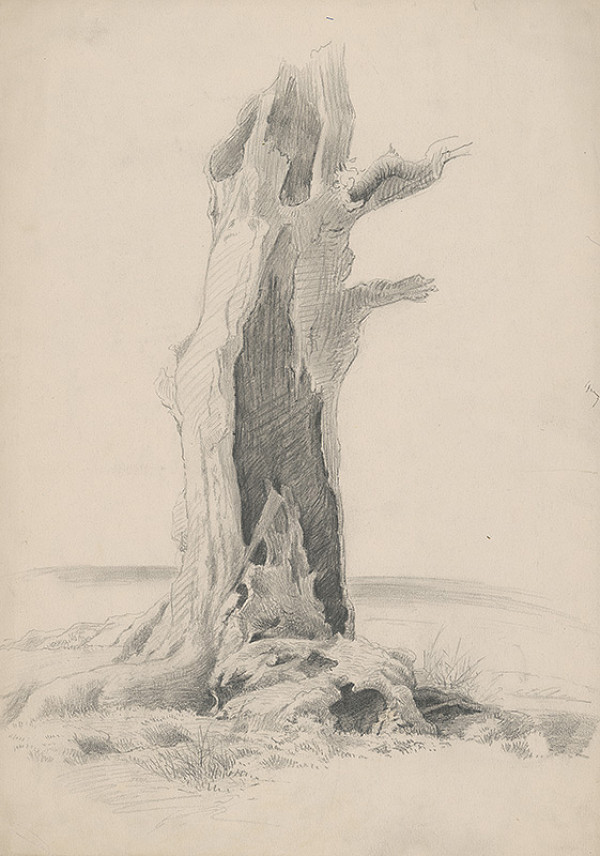 Stredoeurópsky grafik z 19. storočia – Peň vŕby 