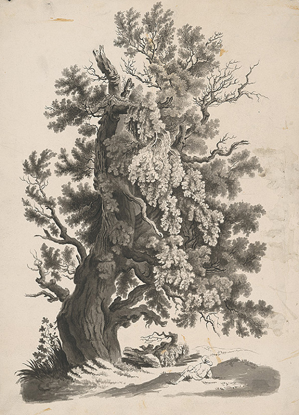 Stredoeurópsky grafik z 19. storočia – Strom-buk 