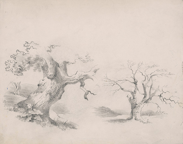 Stredoeurópsky grafik z 19. storočia – Štúdia stromov 