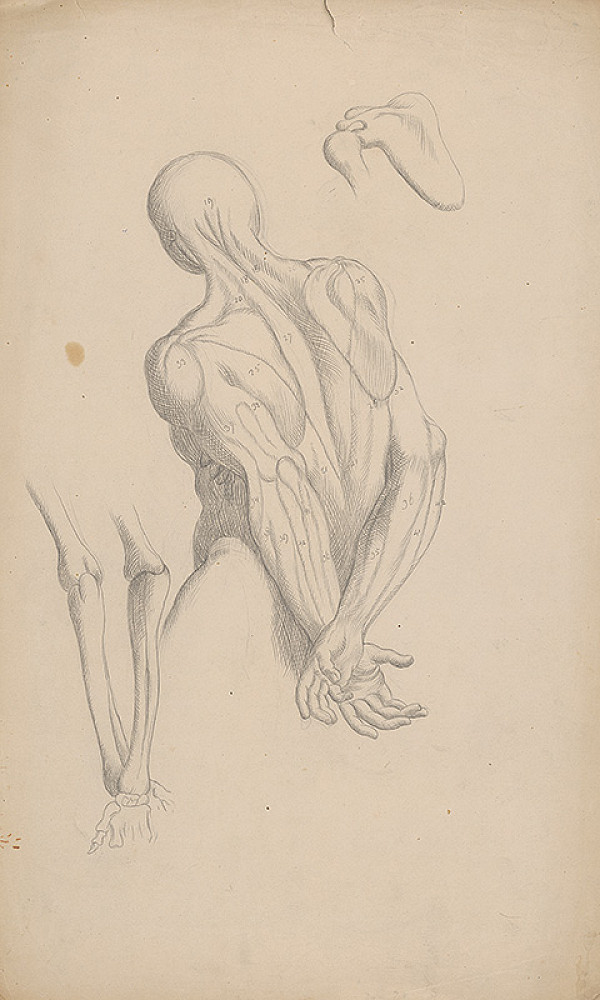 Stredoeurópsky grafik z 19. storočia – Štúdia svalov 