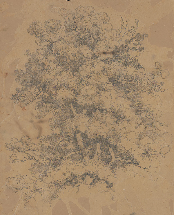 Stredoeurópsky grafik z 20. storočia – Strom 